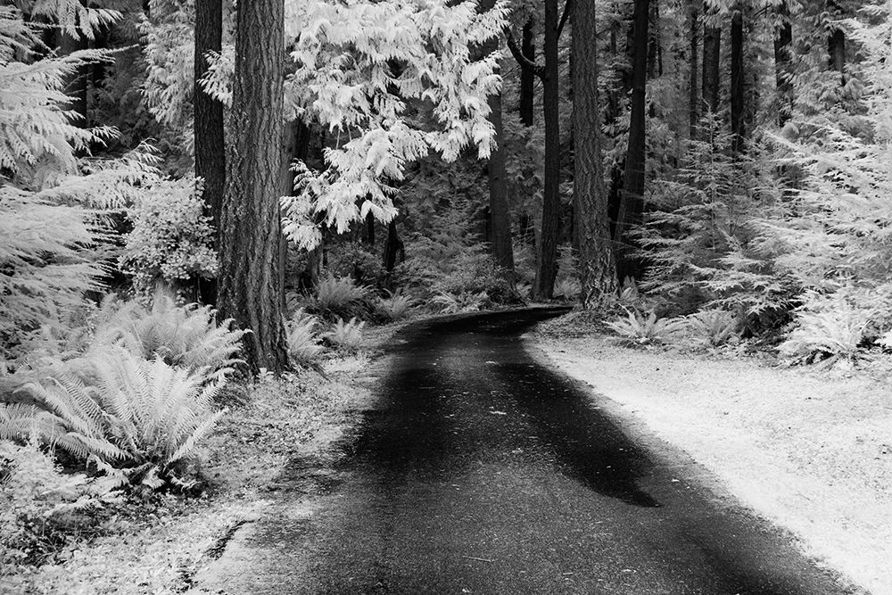USA-Washington State-Skagit Valley-Country backroad through forest
